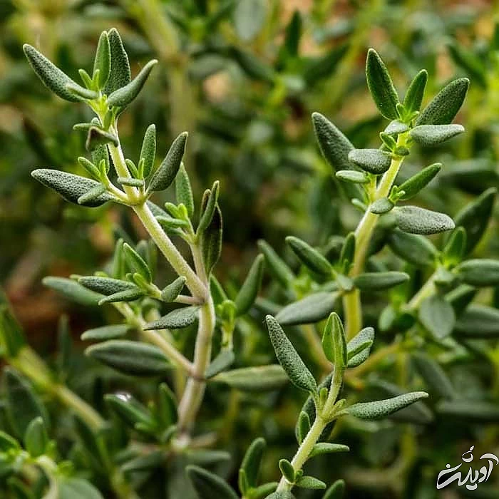 طبع آویشن و خواص آن چیست؟